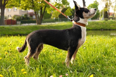 Photo of Cute dog with leash on green grass in park