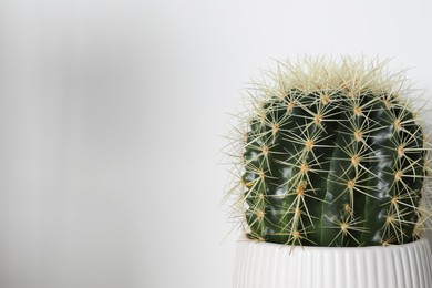 Beautiful cactus in pot on white background, space for text. House decor