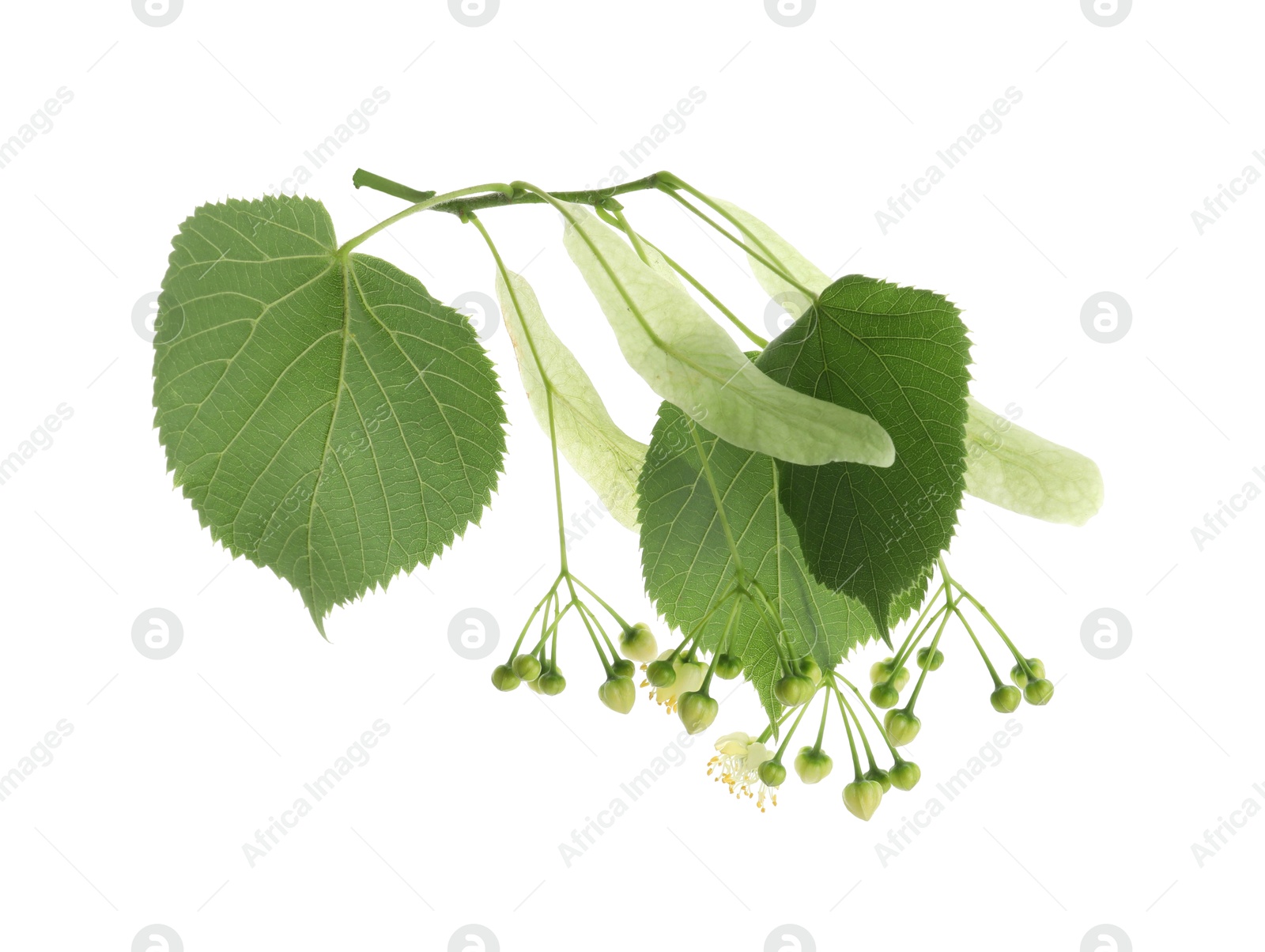 Photo of Beautiful linden tree blossom with young fresh green leaves isolated on white