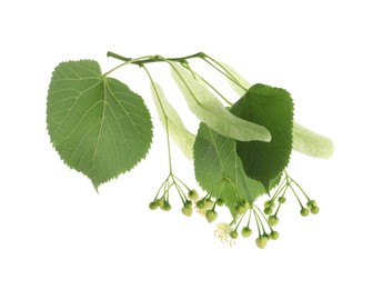 Beautiful linden tree blossom with young fresh green leaves isolated on white