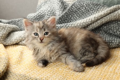 Cute kitten on knitted blanket. Baby animal