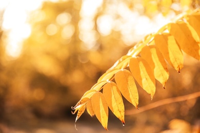 Tree in park, focus on autumn leaves. Space for text