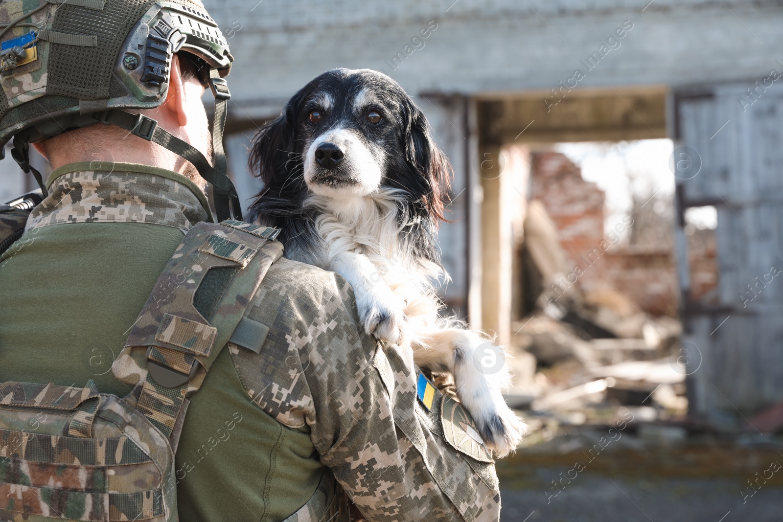 Photo of Ukrainian soldier rescuing stray dog outdoors, back view. Space for text