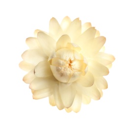 Photo of Beautiful helichrysum flower isolated on white, top view