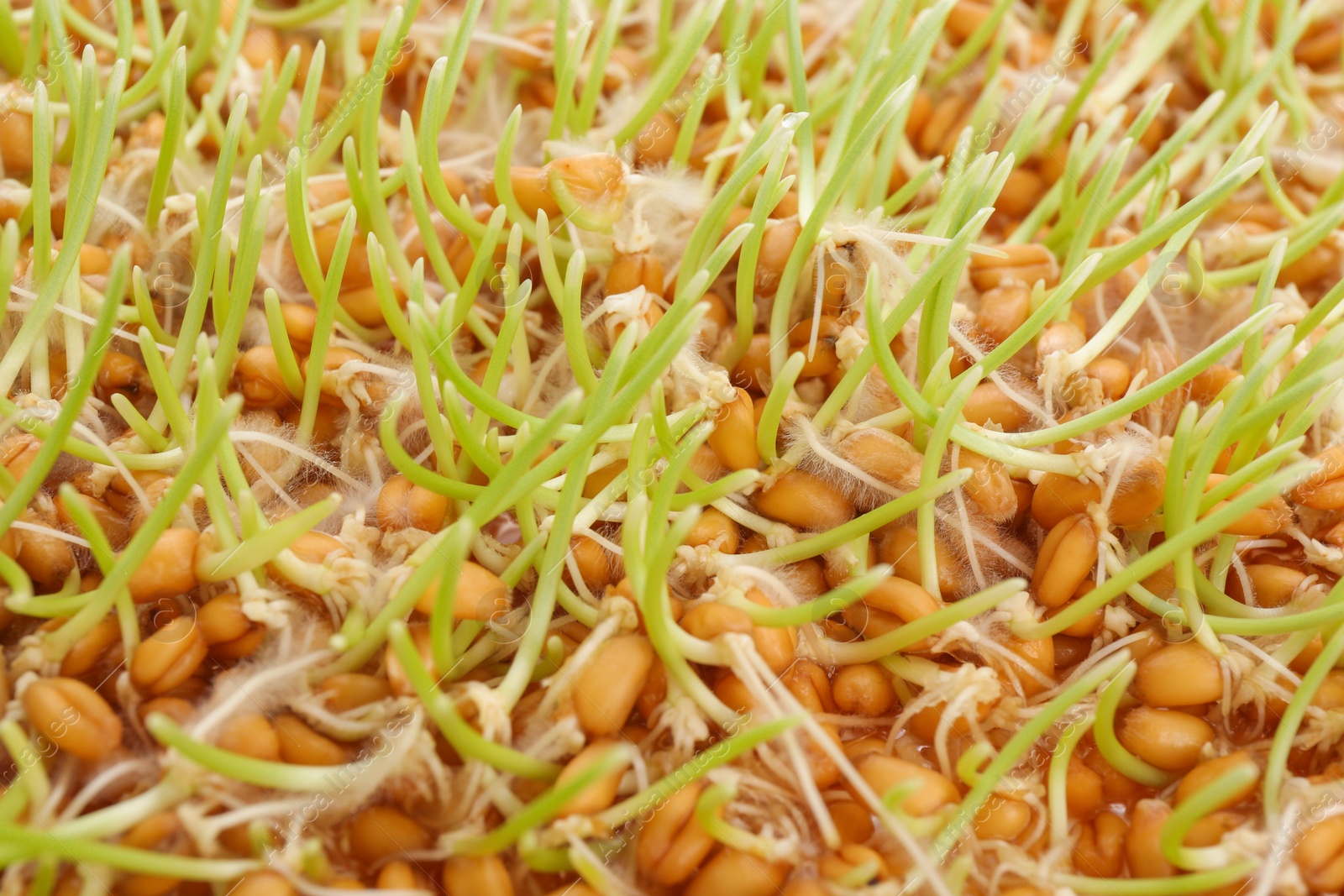 Photo of Growing wheat grass as background, closeup view