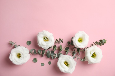 Photo of Eucalyptus branches with fresh green leaves and flowers on color background. Flat lay composition with space for design