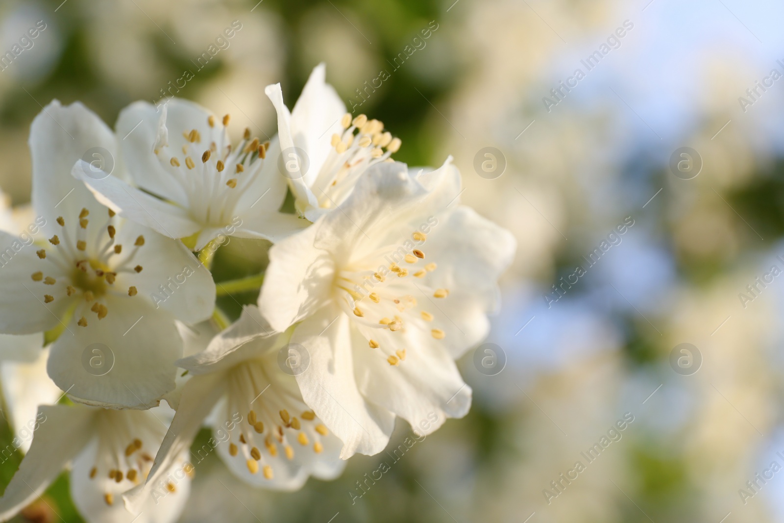 Photo of Beautiful blooming white jasmine shrub outdoors, closeup. Space for text