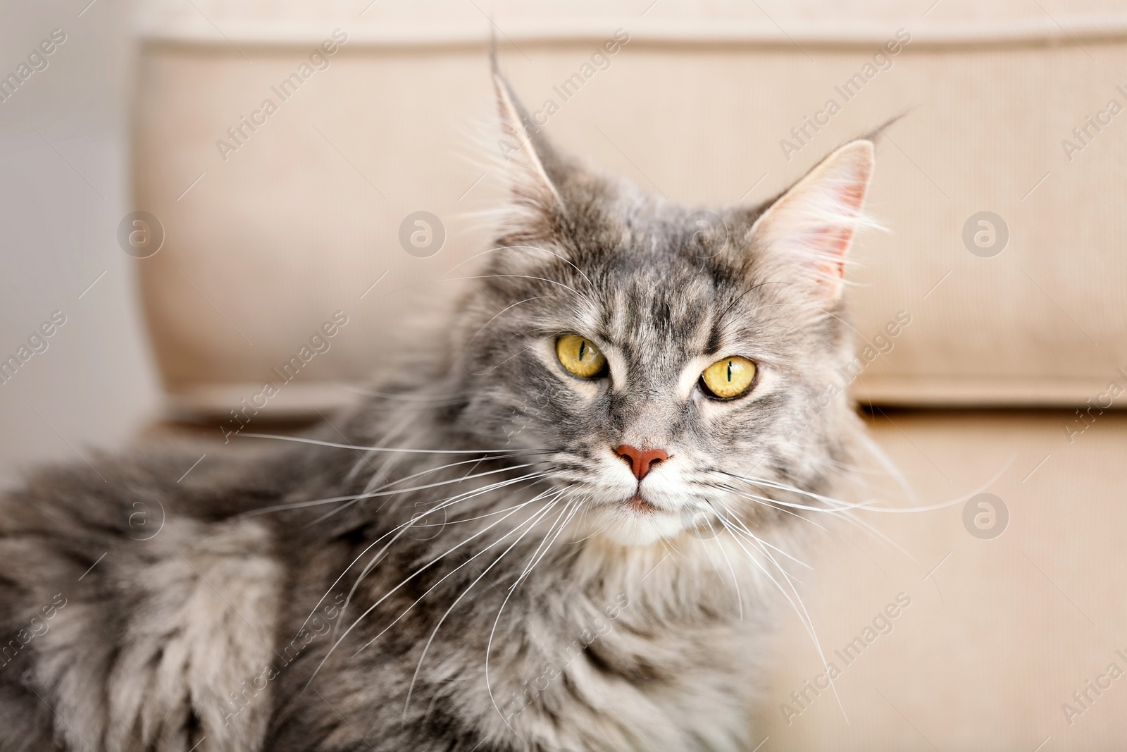 Photo of Adorable Maine Coon cat near couch at home