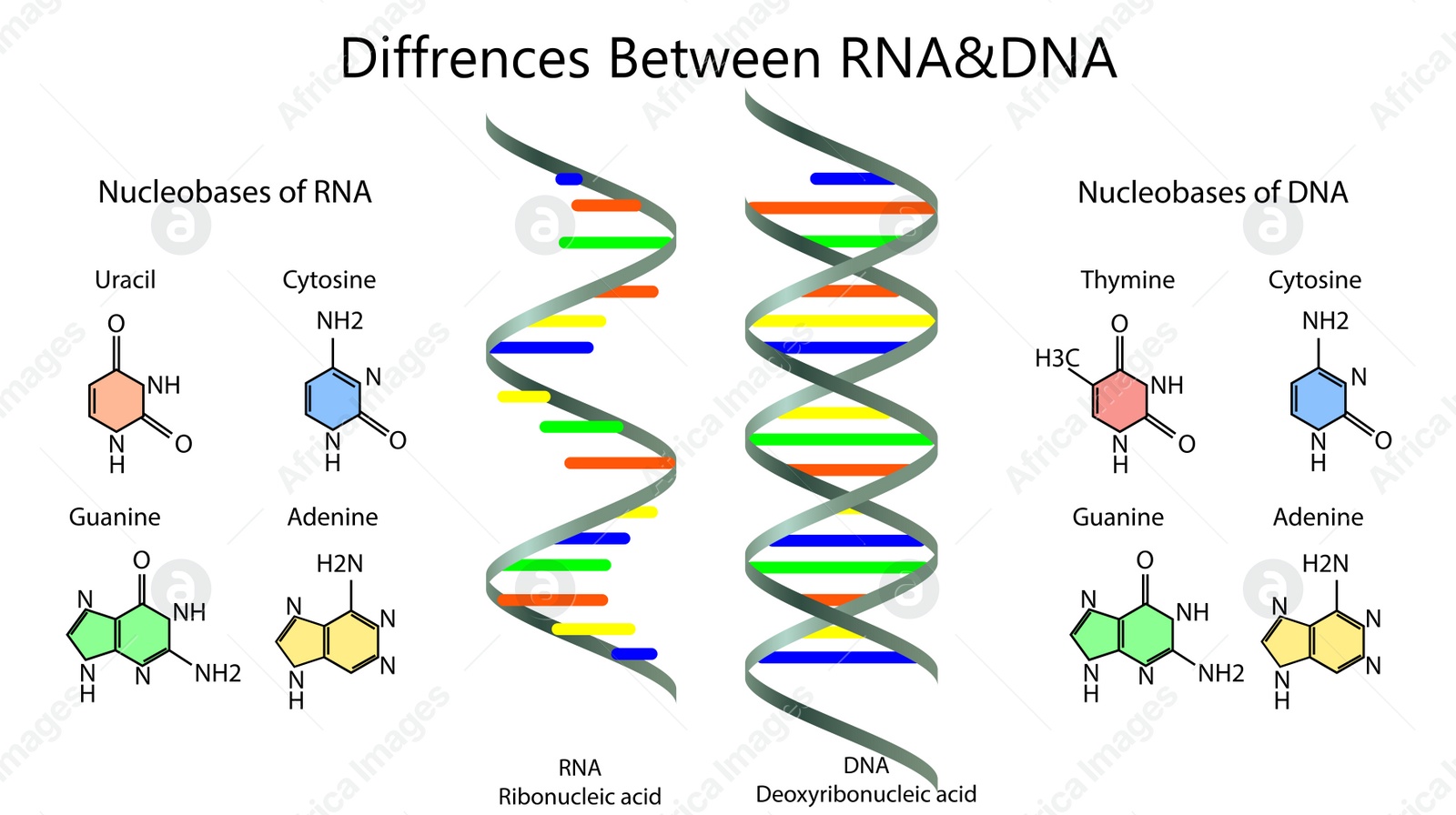 Illustration of Poster showing differences between RNA and DNA on white background. Illustration