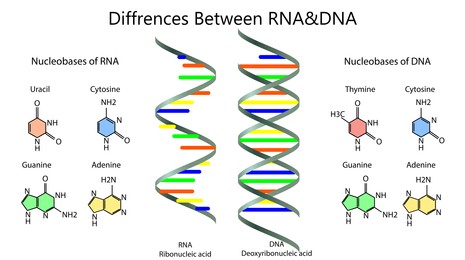 Illustration of Poster showing differences between RNA and DNA on white background. Illustration