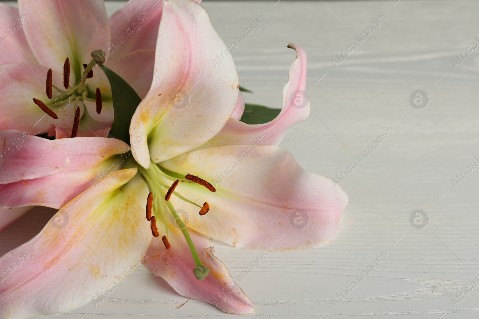 Photo of Beautiful pink lily flowers on white wooden table
