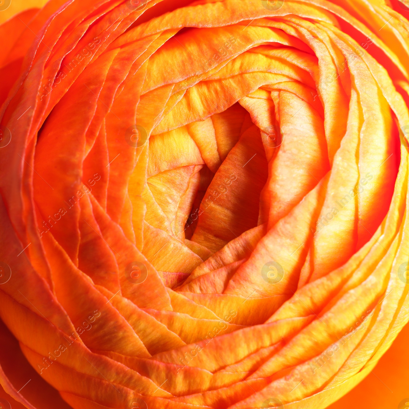 Photo of Beautiful fresh ranunculus flower on white background, closeup