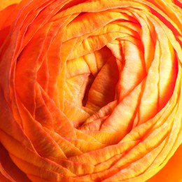 Photo of Beautiful fresh ranunculus flower on white background, closeup