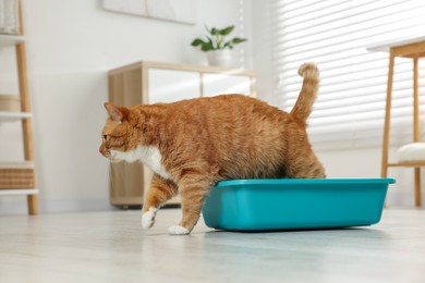 Photo of Cute ginger cat in litter box at home