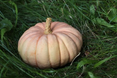 Photo of Whole ripe pumpkin among green grass outdoors