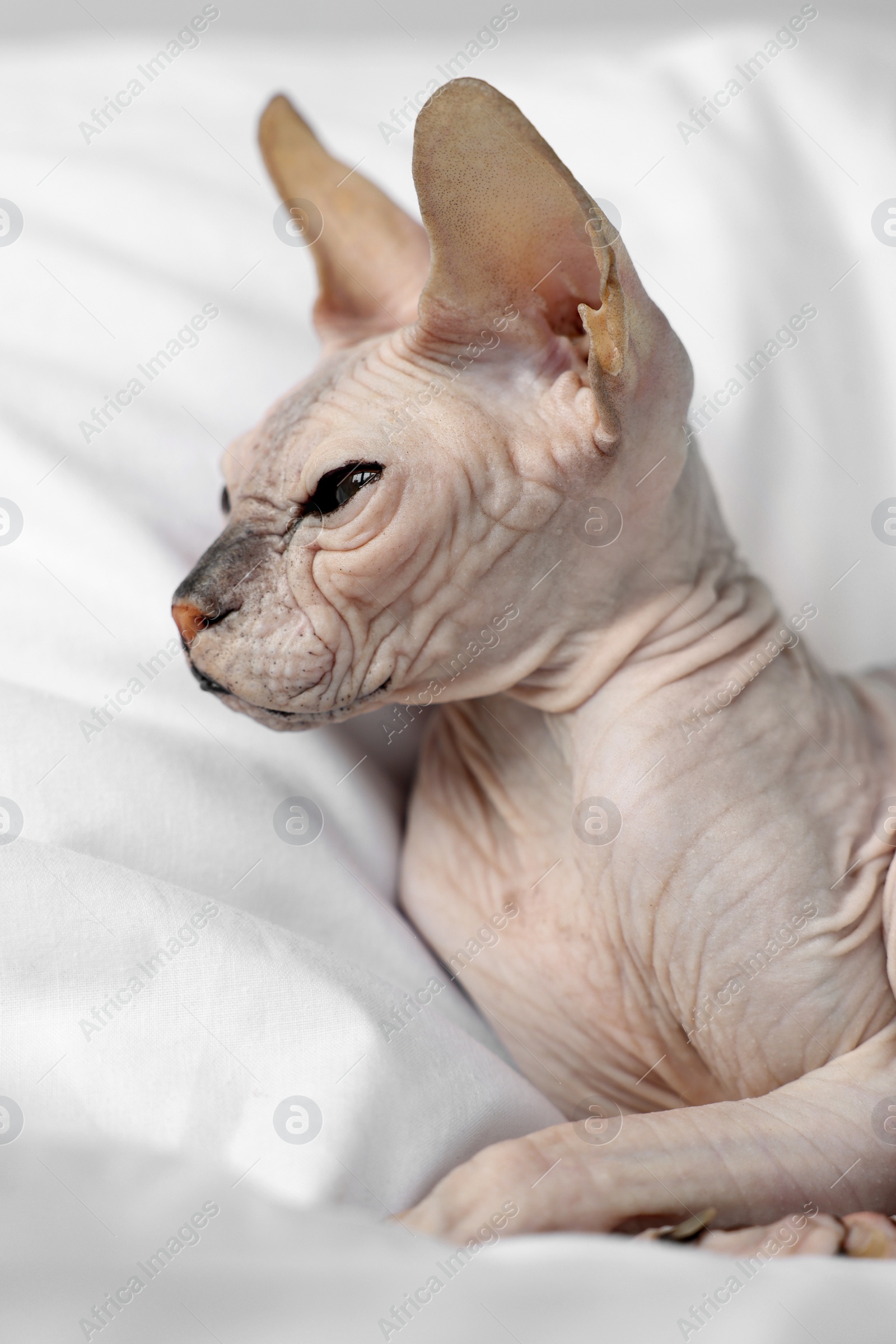 Photo of Adorable Sphynx cat on bed at home, closeup. Lovely pet