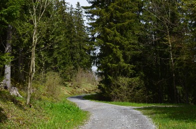 Many green trees and pathway in forest
