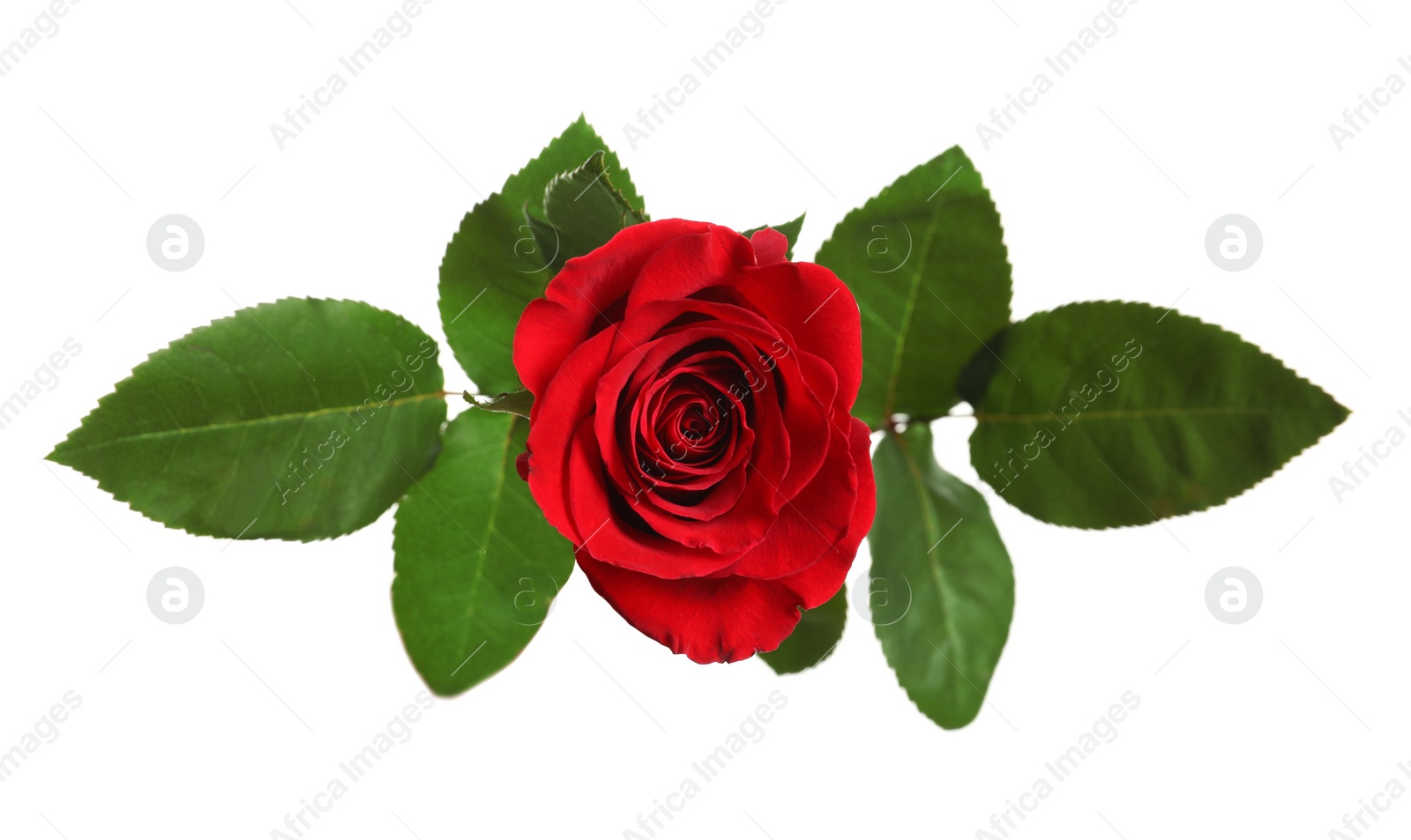 Photo of Beautiful blooming red rose on white background, top view