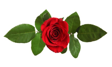 Photo of Beautiful blooming red rose on white background, top view