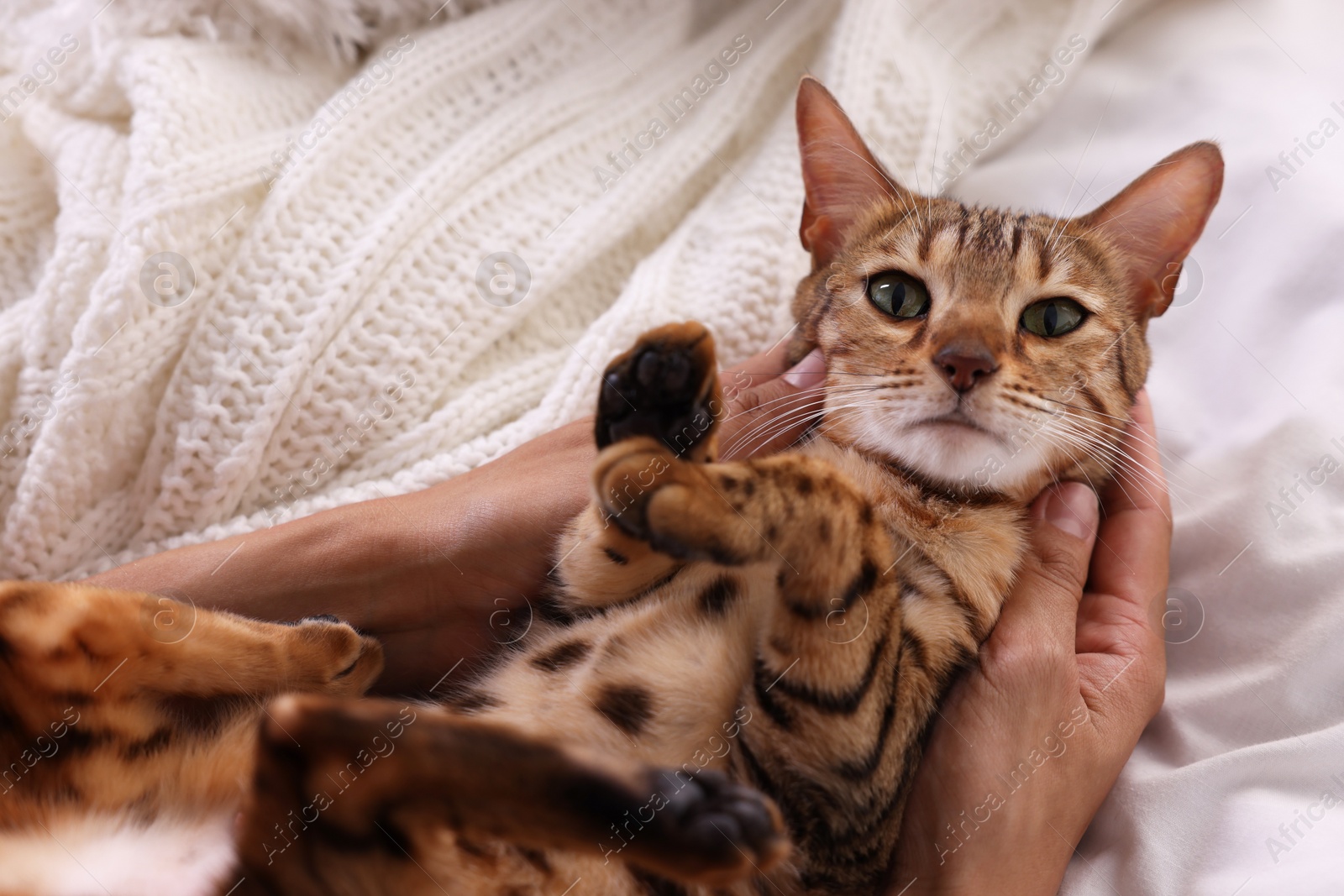 Photo of Woman with cute Bengal cat on bed at home, closeup. Adorable pet