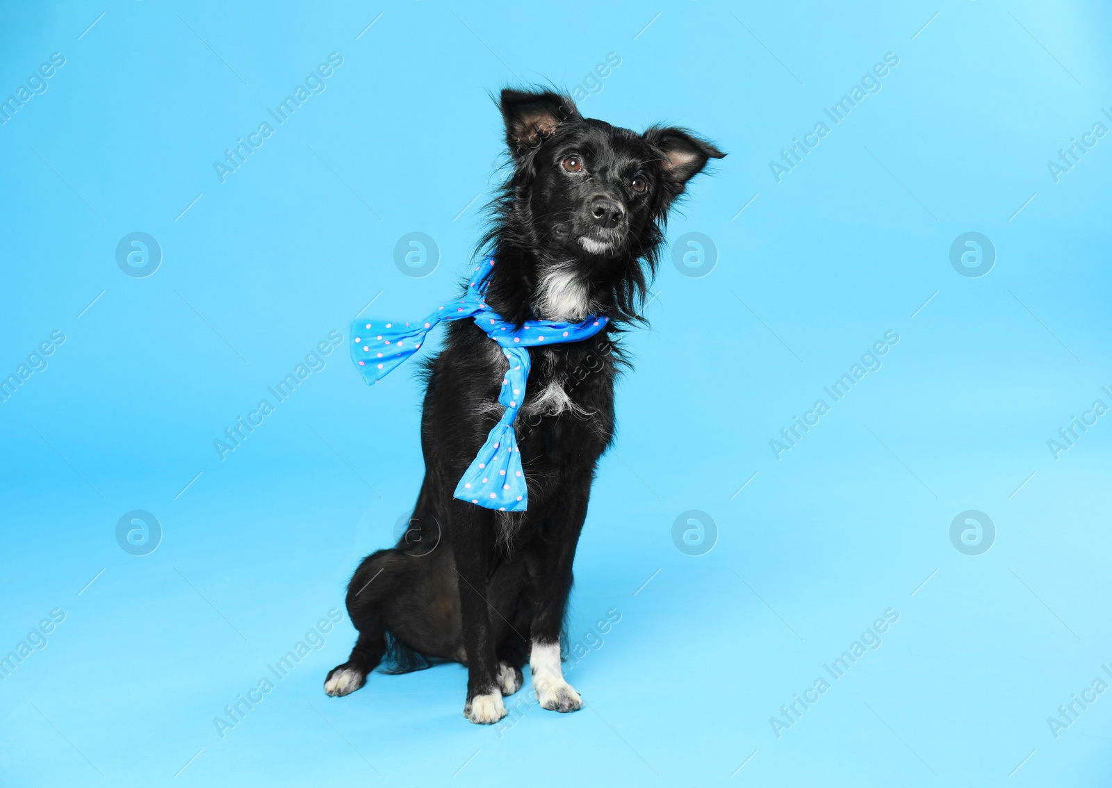 Photo of Cute dog with scarf on blue background. Space for text