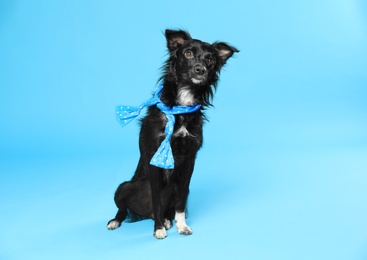 Cute dog with scarf on blue background. Space for text