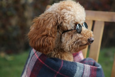 Cute fluffy dog with sunglasses wrapped in blanket outdoors