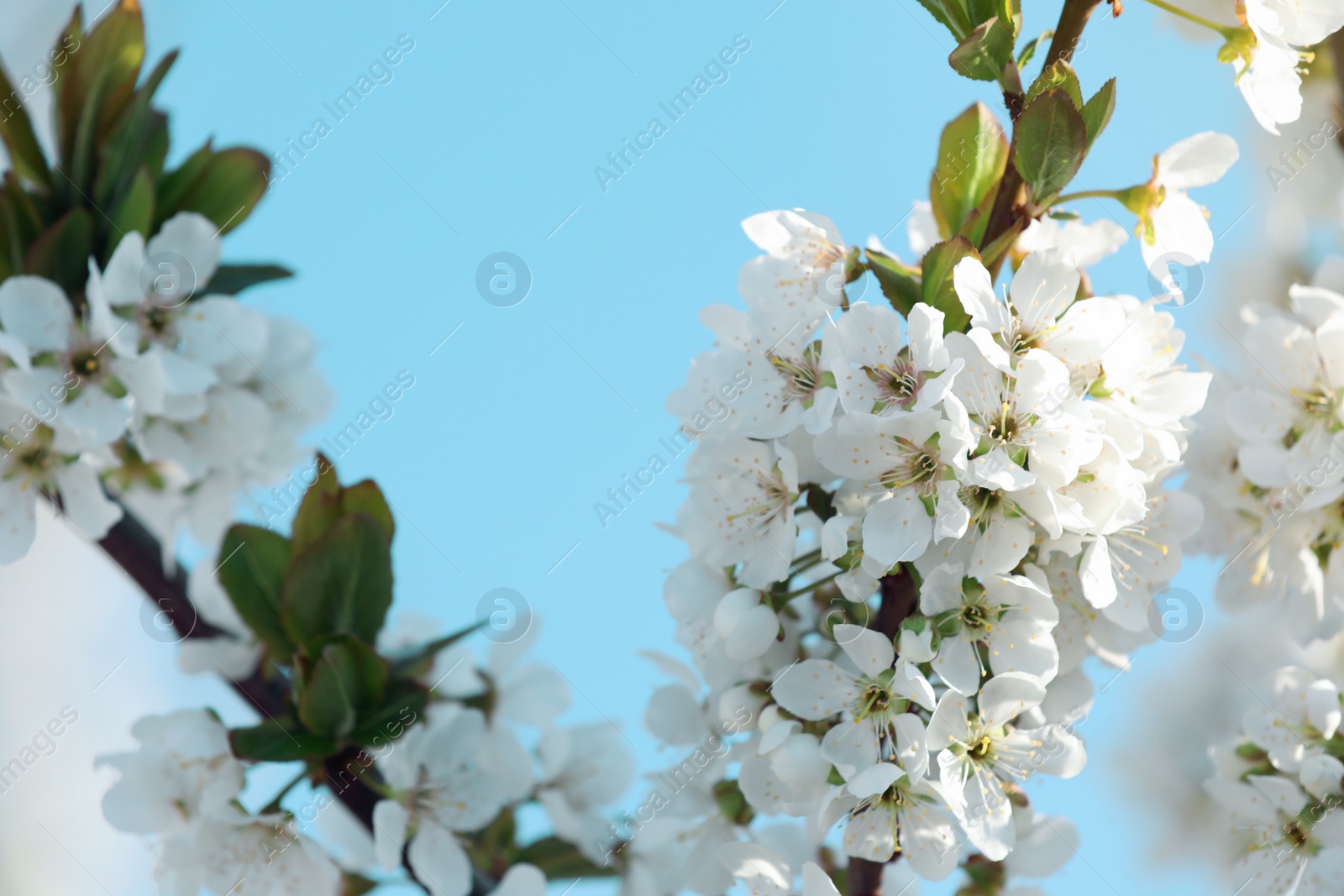 Photo of Branches of blossoming cherry plum tree against blue sky, closeup