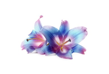 Image of Amazing lily flowers in blue, violet and pink colors isolated on white