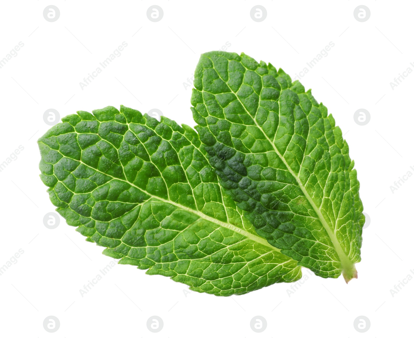 Photo of Green leaves of fresh aromatic mint isolated on white