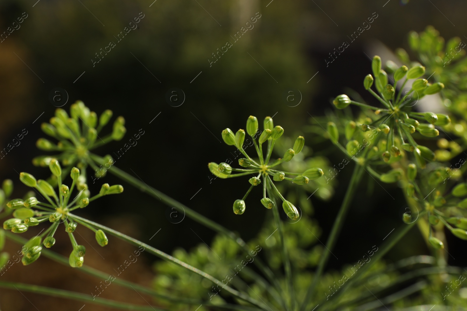 Photo of Fresh green dill flowers on blurred background, closeup