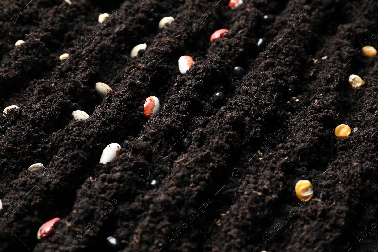 Photo of Many different vegetable seeds in fertile soil