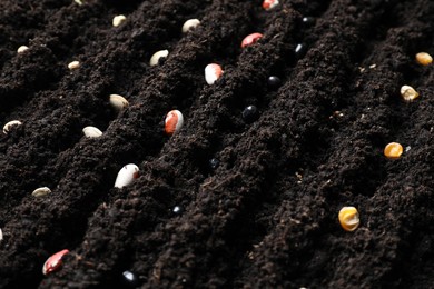 Photo of Many different vegetable seeds in fertile soil