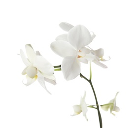 Branch with beautiful orchid flowers on white background. Tropical plant