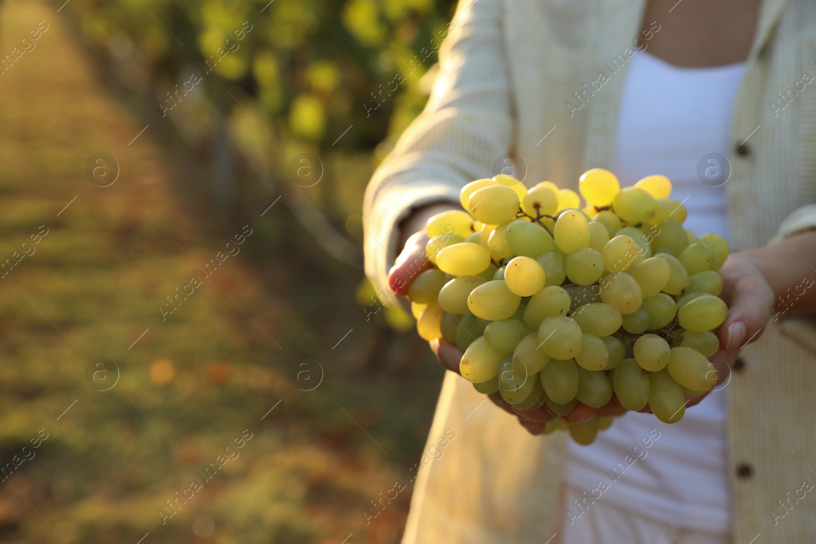 Photo of Woman holding cluster of ripe grapes in vineyard, closeup