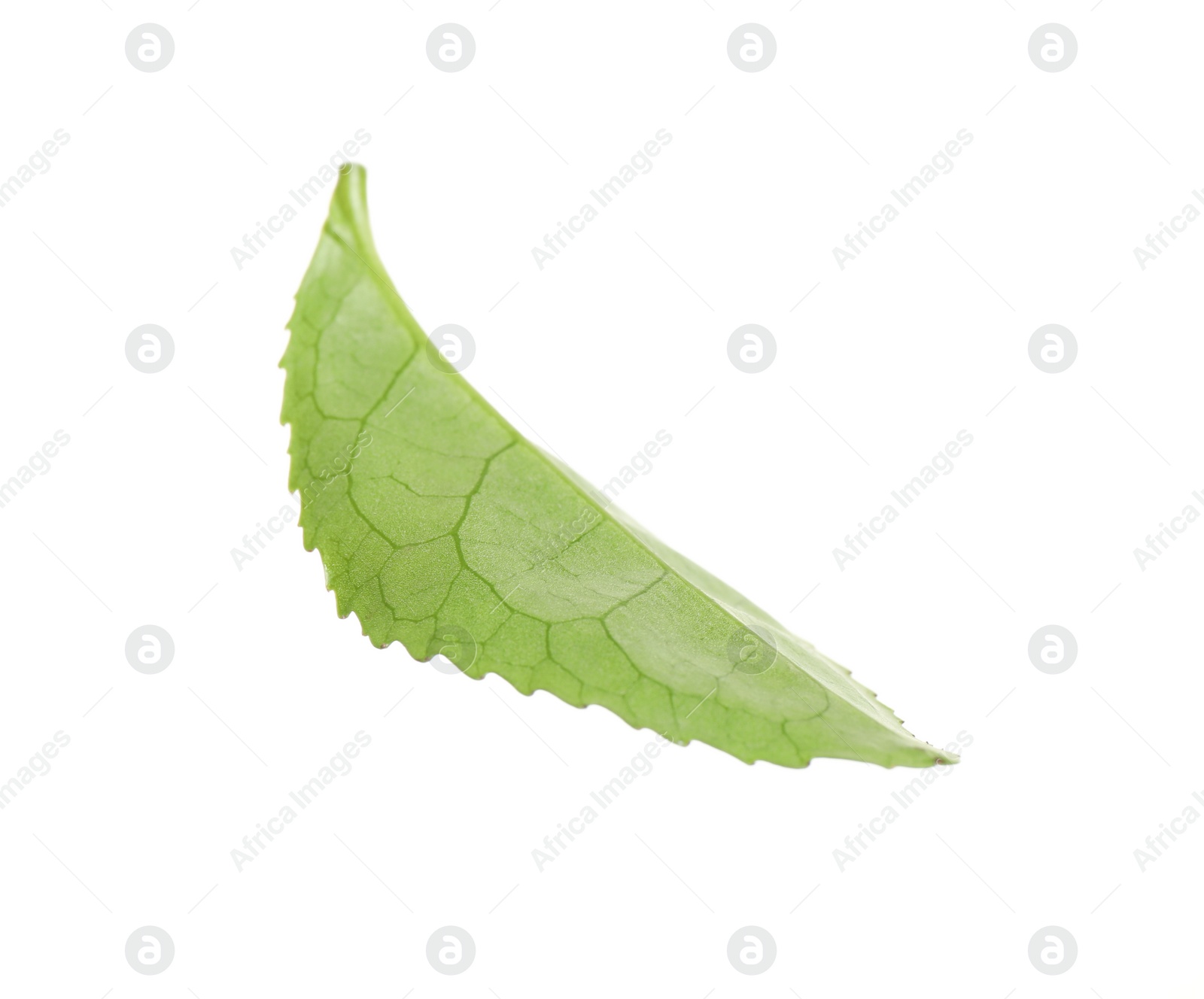 Photo of Green leaf of tea plant isolated on white