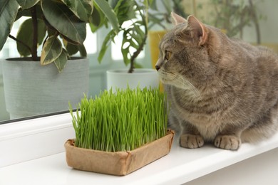 Photo of Cute cat near fresh green grass on windowsill indoors