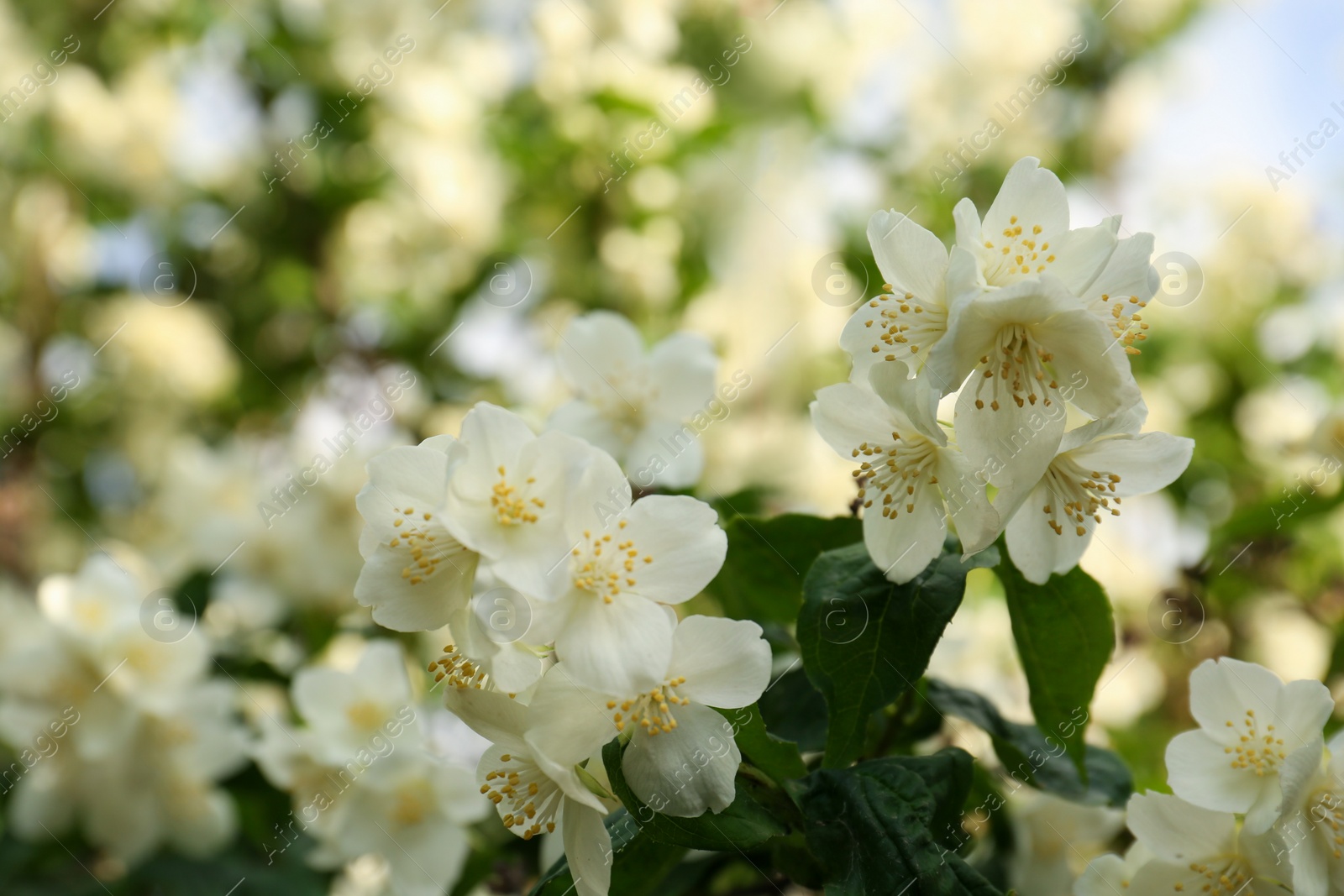 Photo of Beautiful blooming white jasmine shrub outdoors, closeup