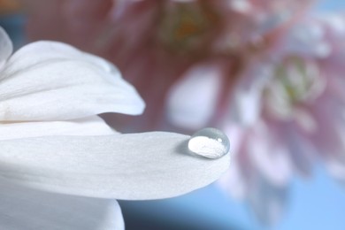 Macro photo of flower petal with water drop against light blue background