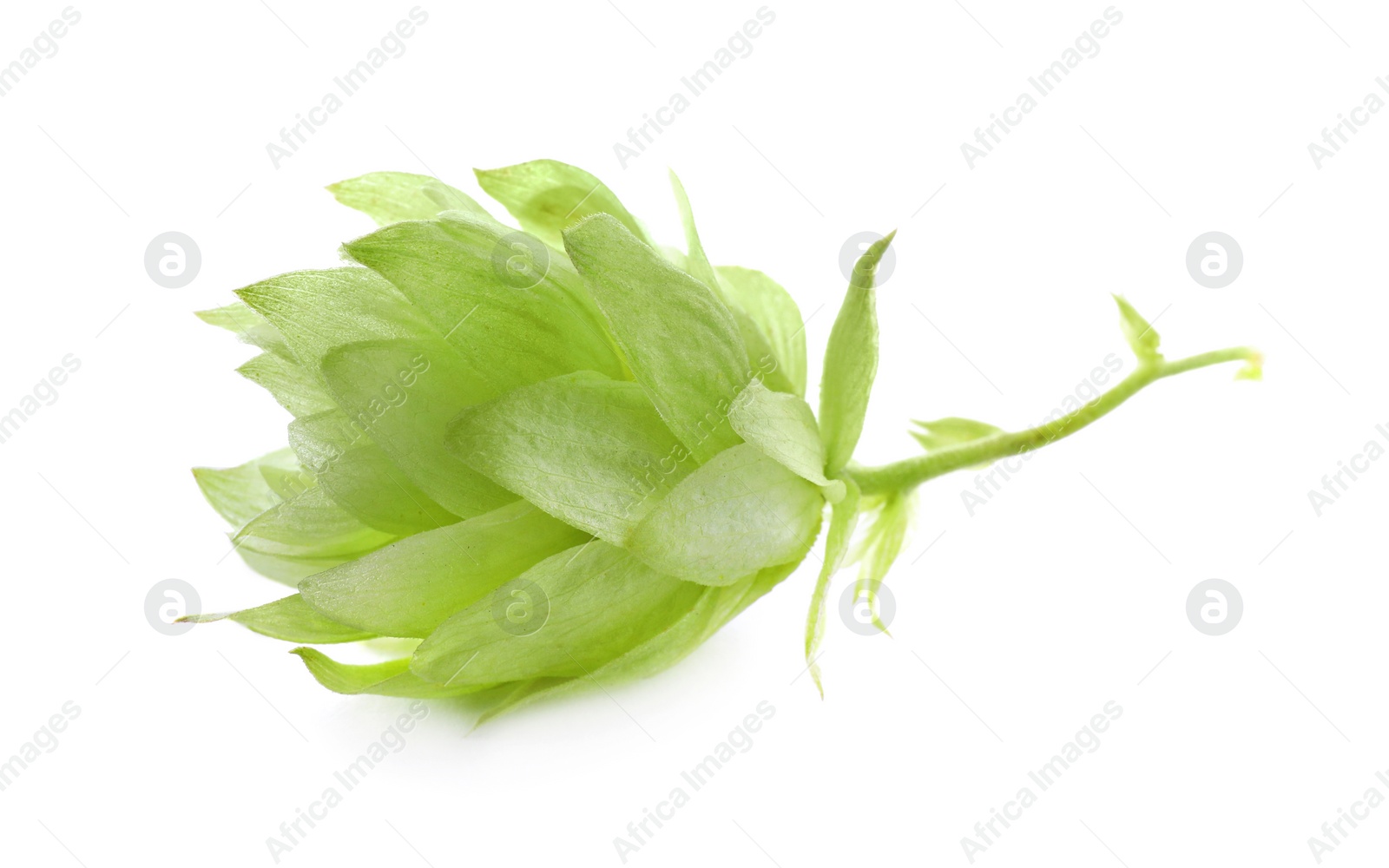 Photo of One fresh green hop on white background