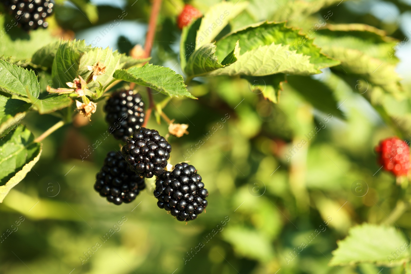 Photo of Ripe blackberries growing on bush outdoors, closeup. Space for text