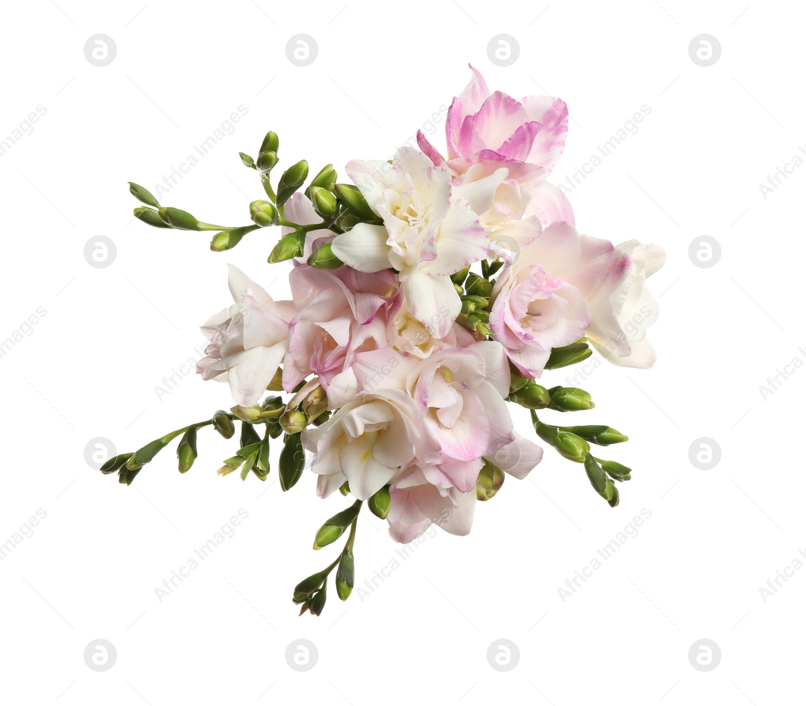 Photo of Bouquet of beautiful freesia flowers on white background