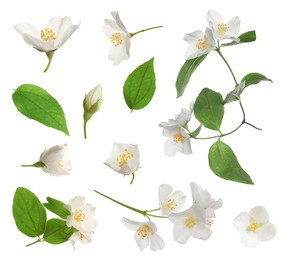 Image of Set with beautiful tender jasmine flowers and green leaves on white background 