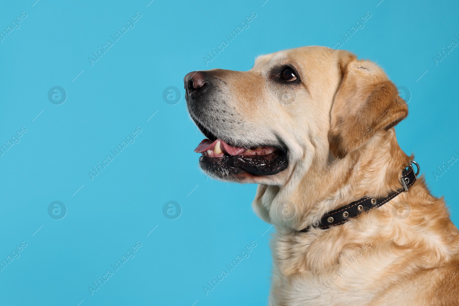 Photo of Cute Labrador Retriever in dog collar on light blue background. Space for text