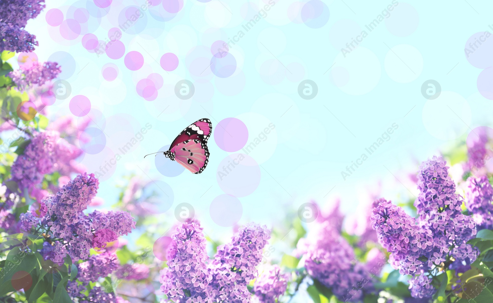 Image of Beautiful blossoming lilac shrubs and amazing butterfly against blue sky