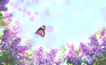 Beautiful blossoming lilac shrubs and amazing butterfly against blue sky