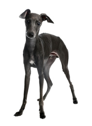 Cute Italian Greyhound dog on white background