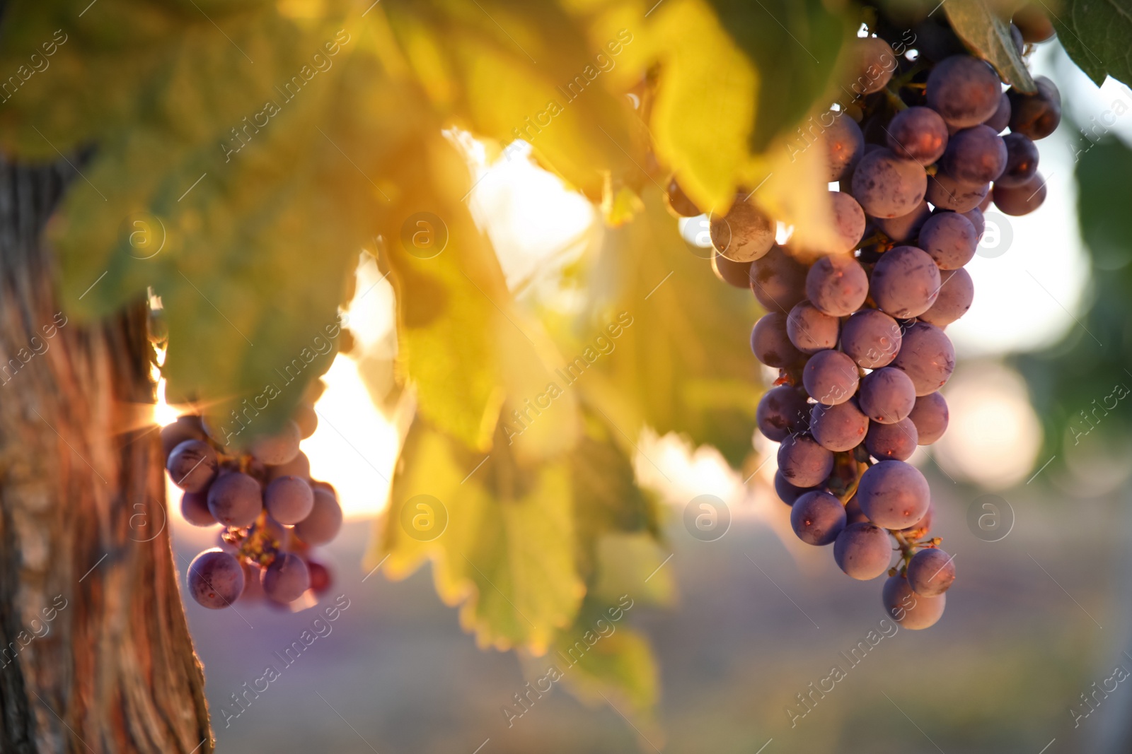 Photo of Bunch of ripe juicy grapes on branch in vineyard