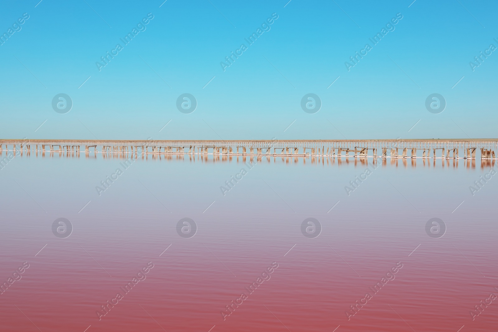 Photo of Beautiful view of pink lake on summer day