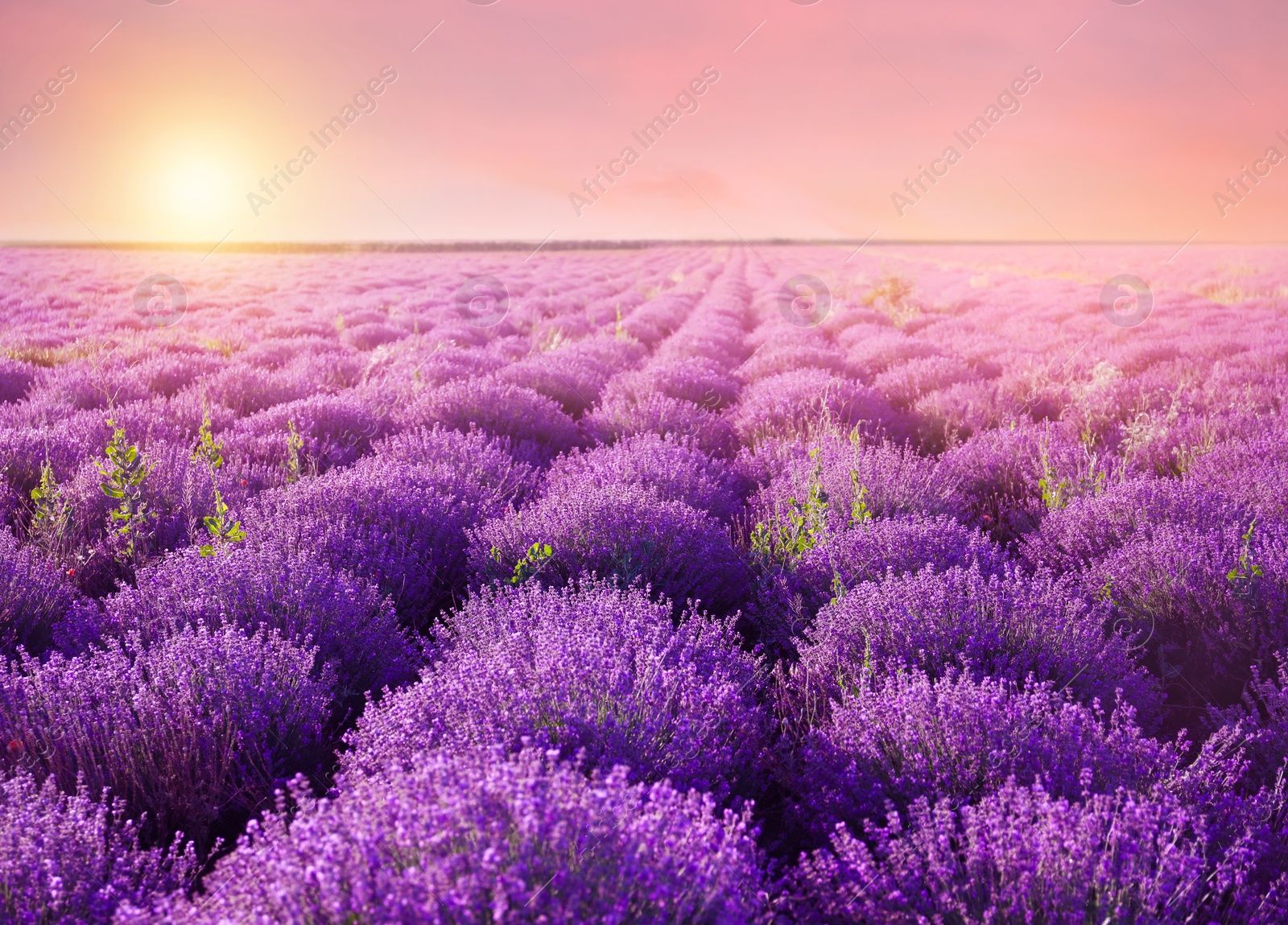 Image of Beautiful blooming lavender in field on summer day at sunset